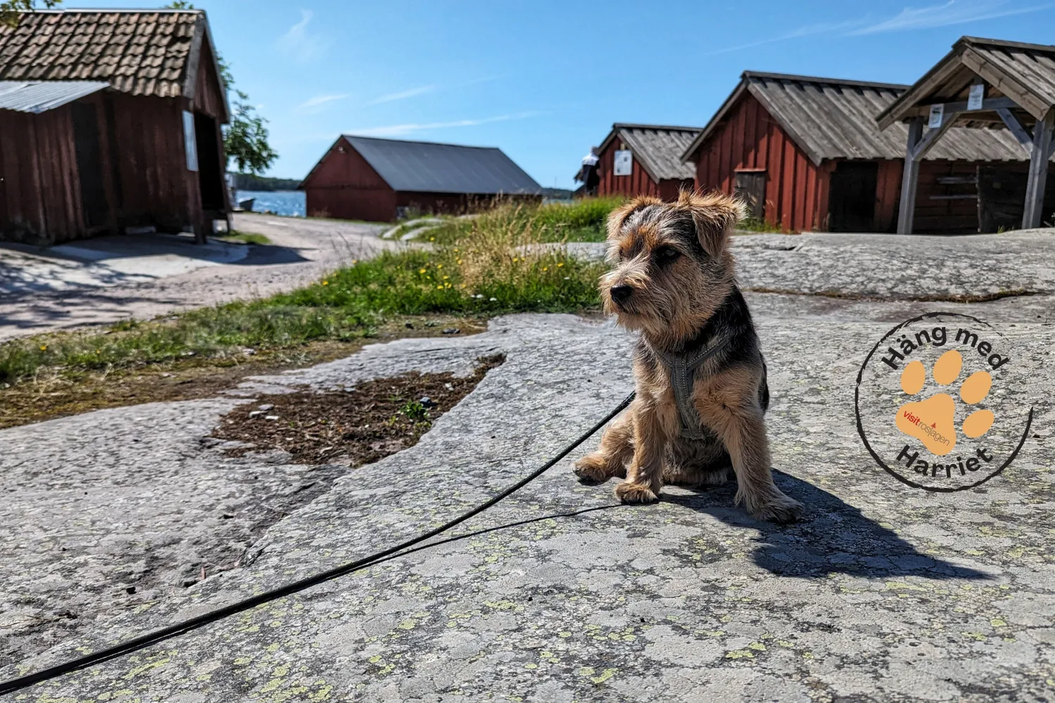 Bild på sittande hund i skärgården på en klippa framför röda sjöbodar