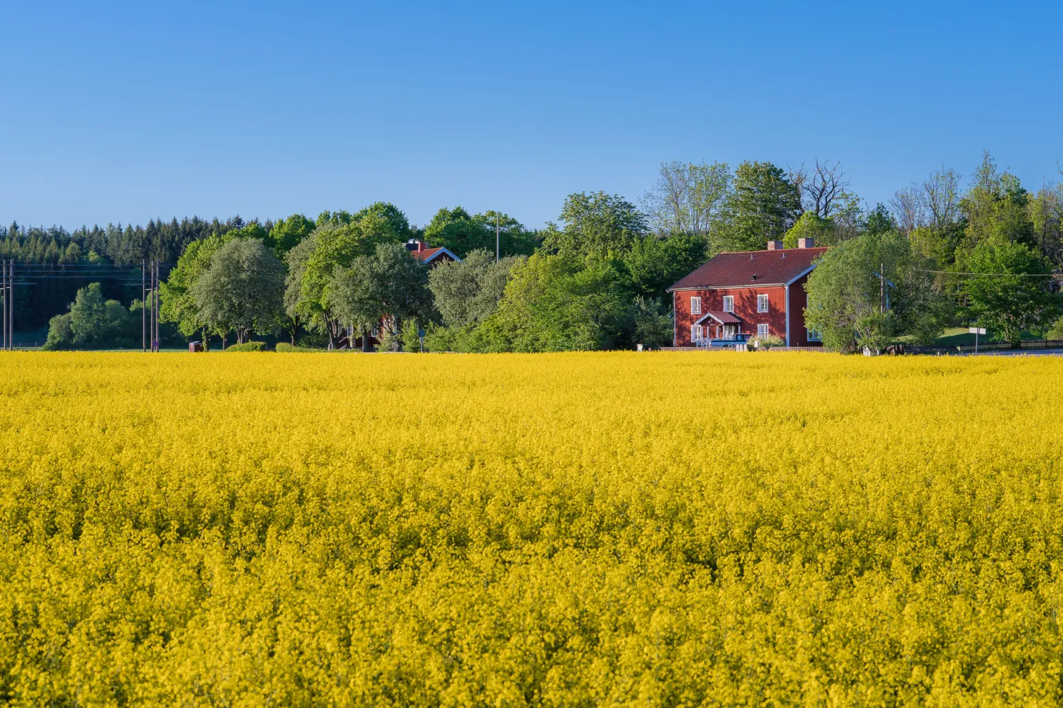 Rapsfält framför rödfärgat hus med vita knutar, grön skog och blå himmel.