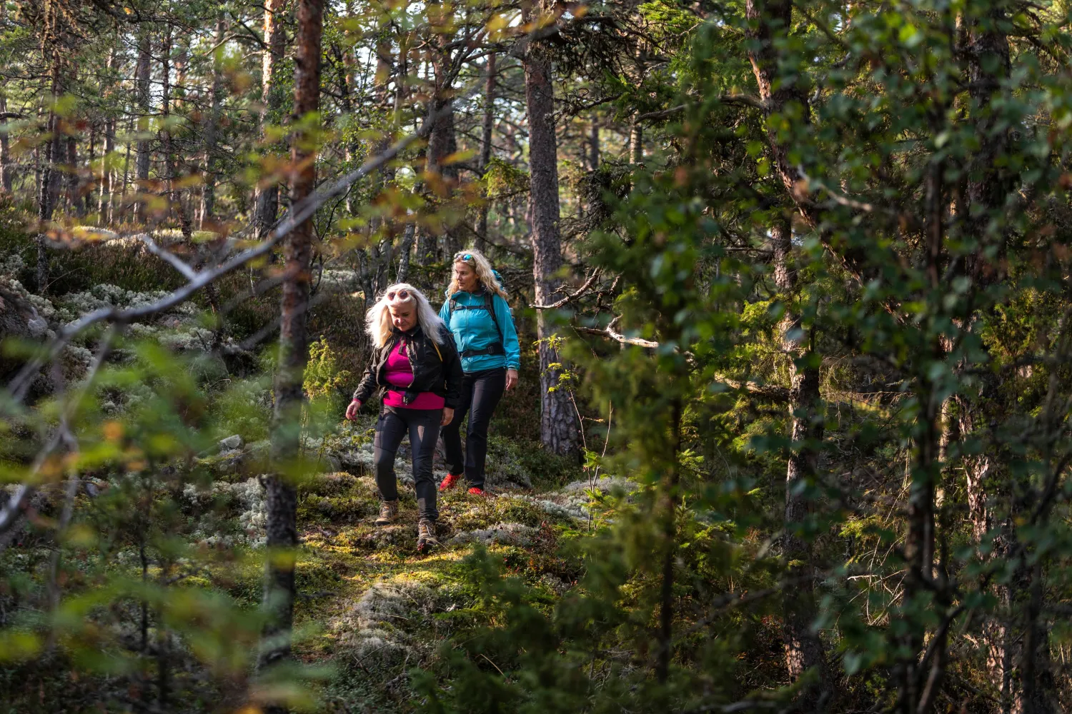 Vandrare med färgglada kläder i mörk tallskog