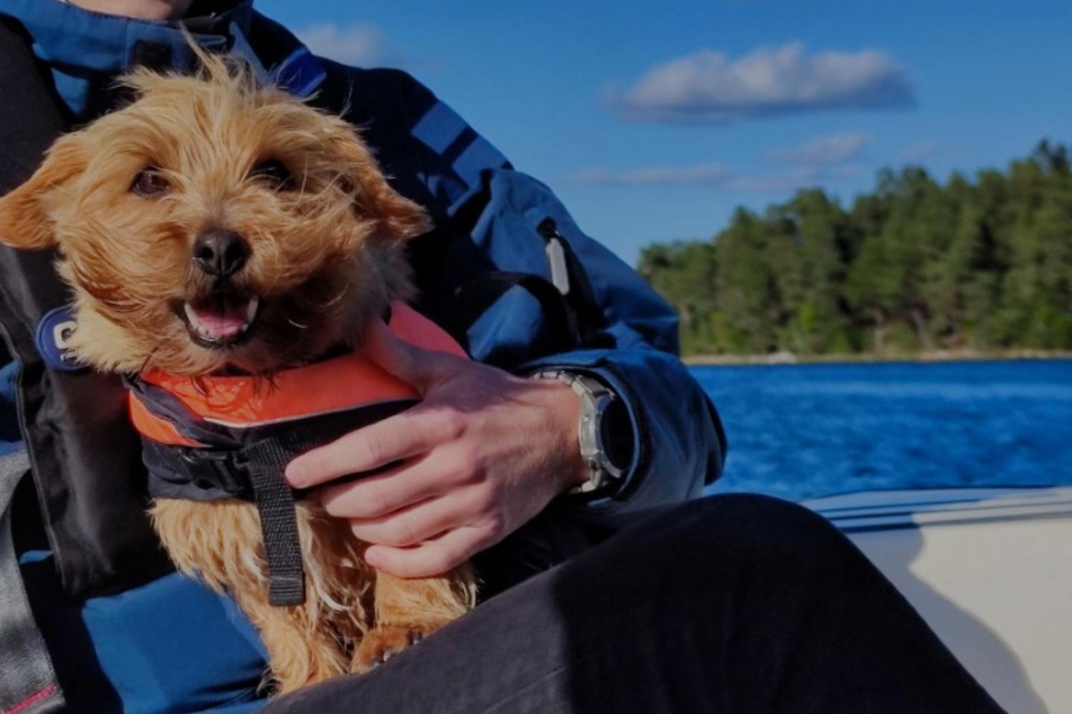 Glad hund på båt