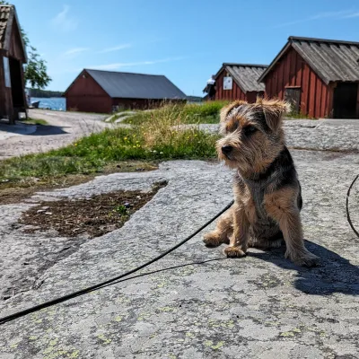 Sittande hund på solvarma klippor framför röda sjöbodar och blått hav