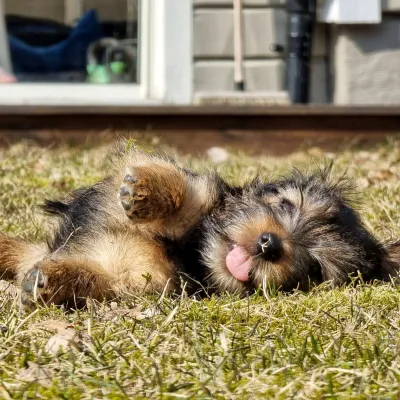 Hund i gräset