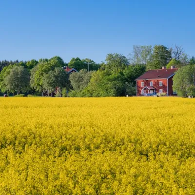 Gult rapsfält framför röd stuga, grön skog och under blå himmel