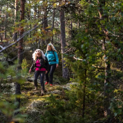 Färglada vandrare i mörk tallskog