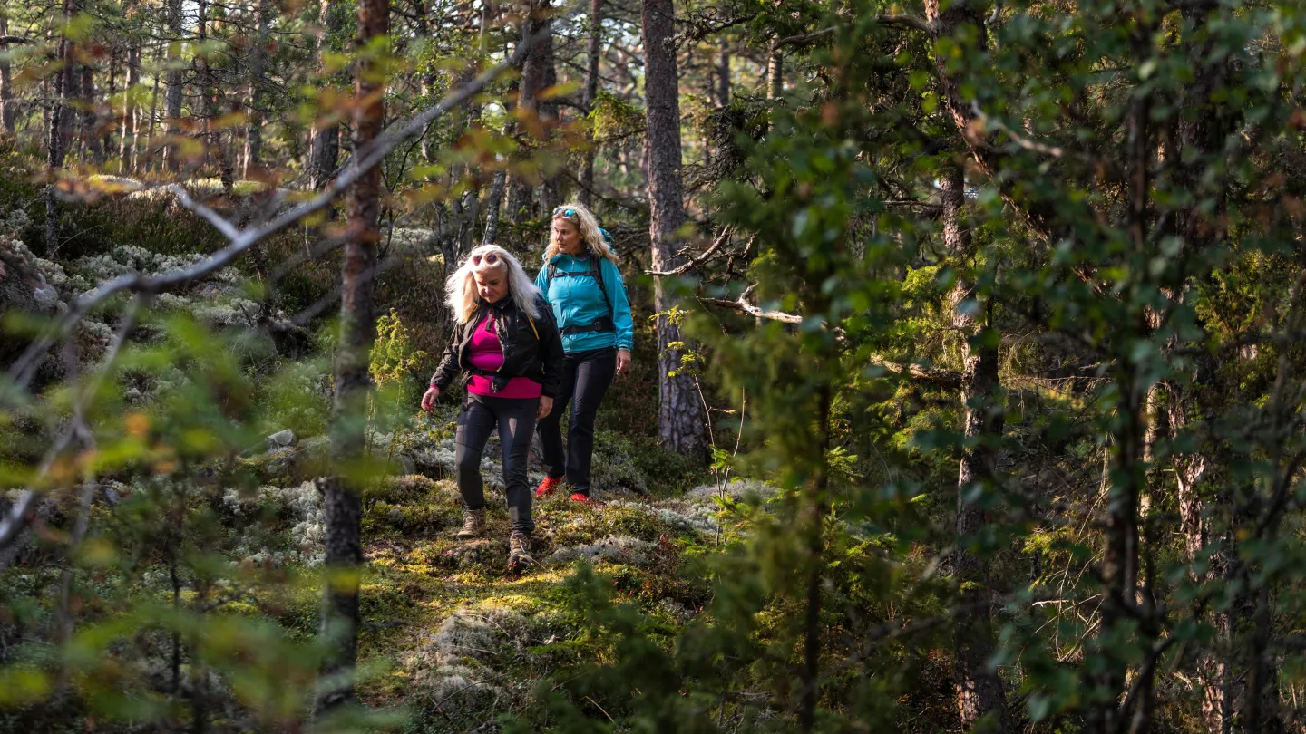 Vandrare i barrskog längs Roslagsleden