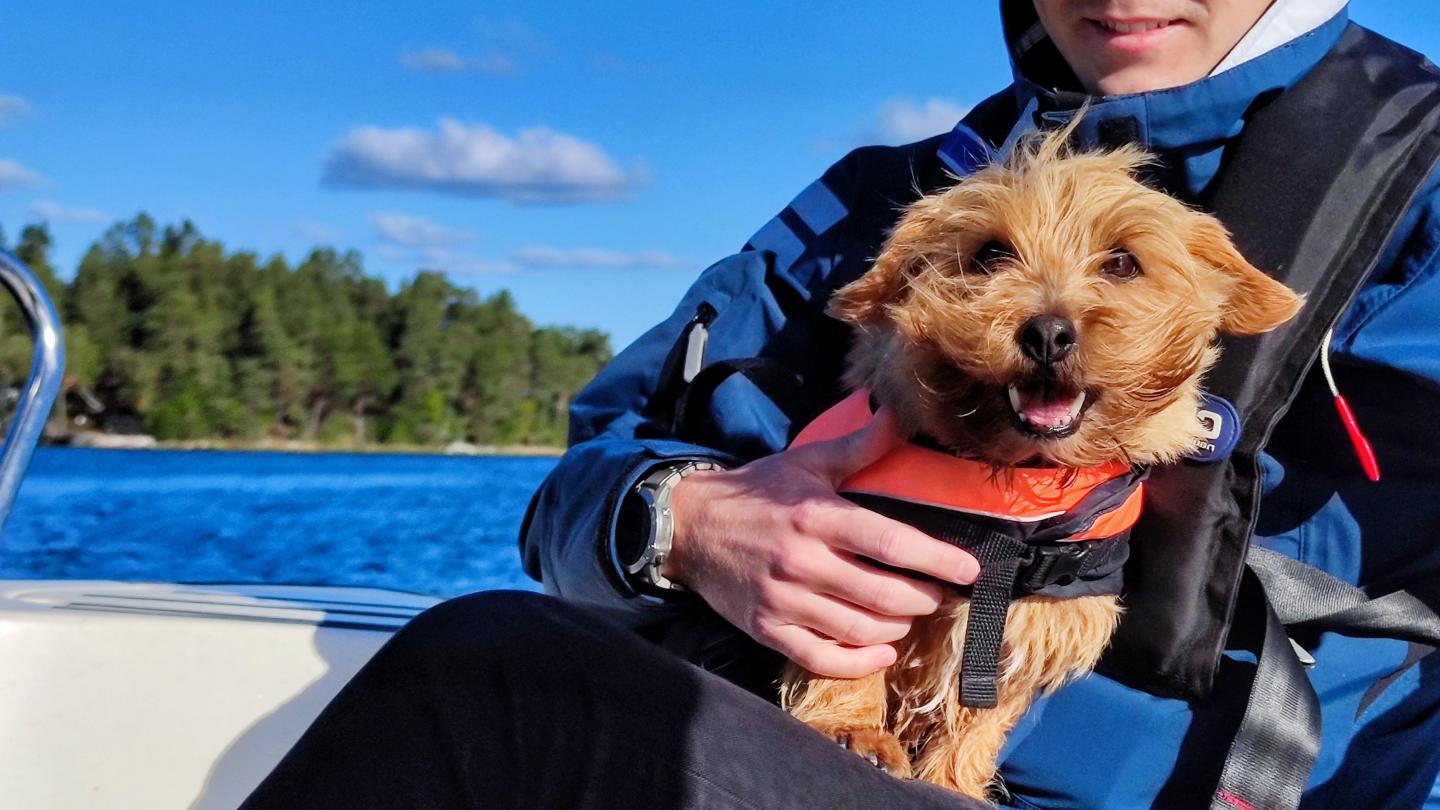 hund på båt med flytväst, i knät på en människa